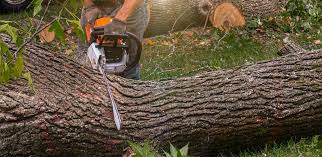 Cle Elum, WA Tree Care Company