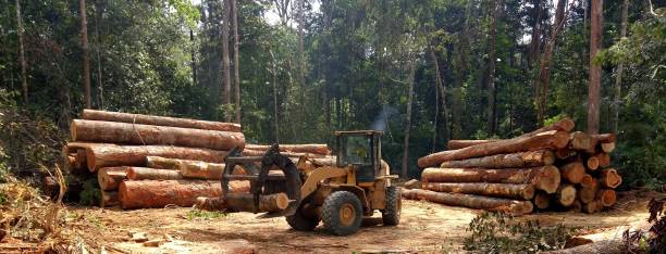Best Arborist Consultation Services  in Cle Elum, WA