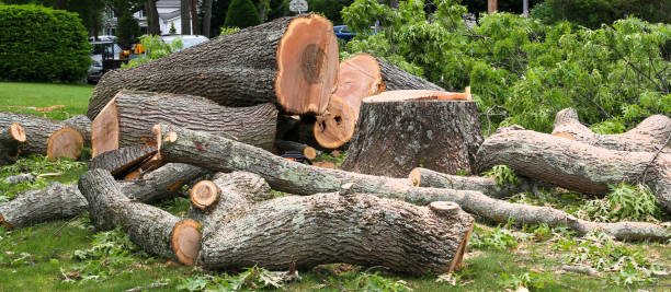 How Our Tree Care Process Works  in  Cle Elum, WA