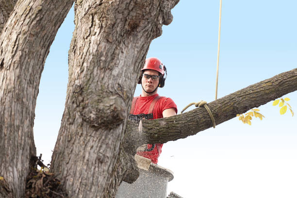 Best Tree Disease Treatment  in Cle Elum, WA